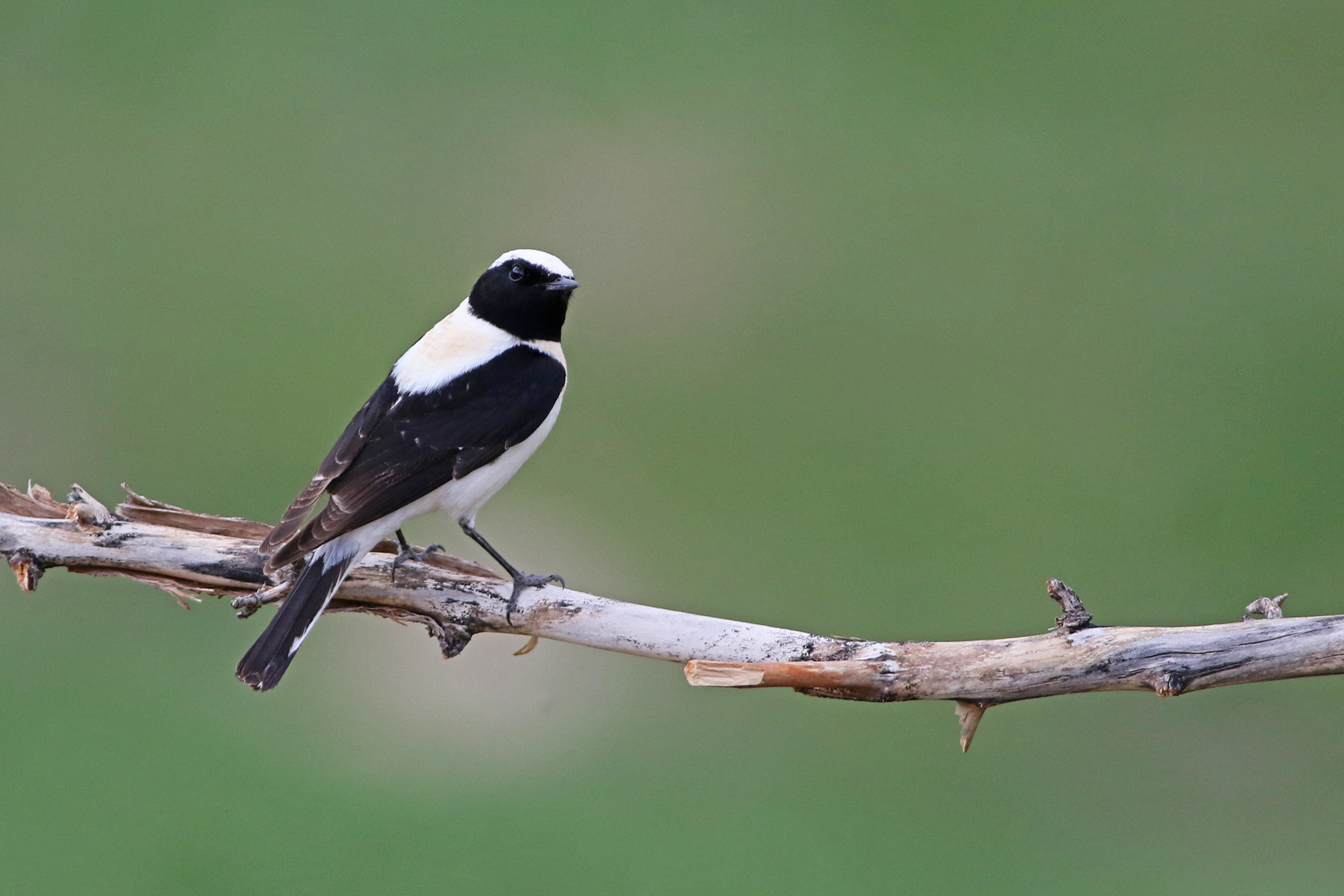 Black-eared Wheatear